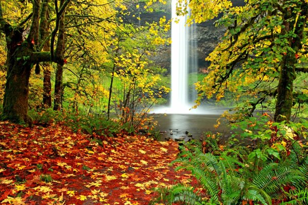 Opadanie liści w jesiennym lesie, piękne jesienne kolory liści, wodospad