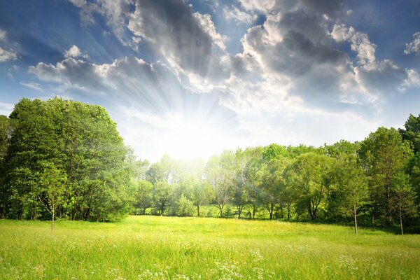 A green clearing among trees under a clear sun