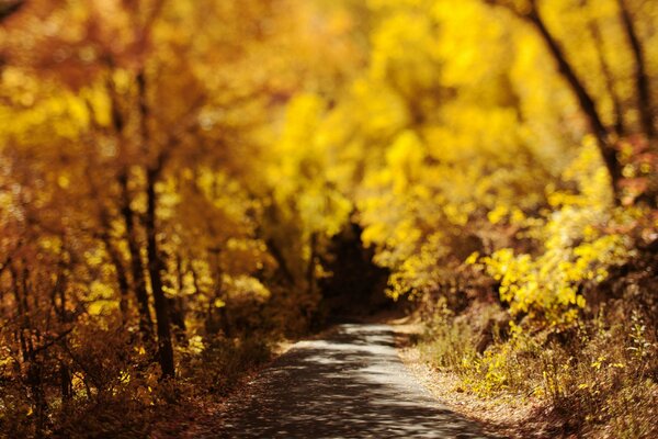 La strada che va nella foresta autunnale