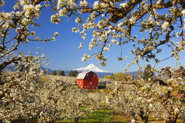 Vista della Casa Rossa da sotto i rami degli alberi in fiore