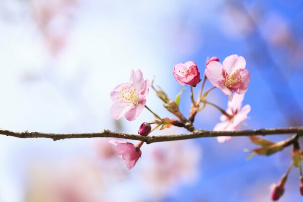 Auf einem horizontalen Zweig blühten rosa Kirschblüten