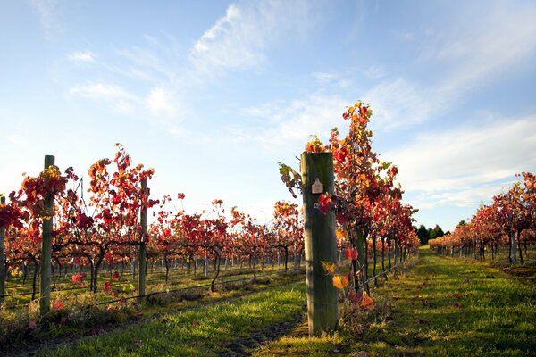 Dans le ciel bleu, pas de nuage beau temps pour les vignes