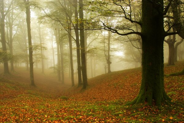 Mgła w lesie jesienią. Żeruje bez liści