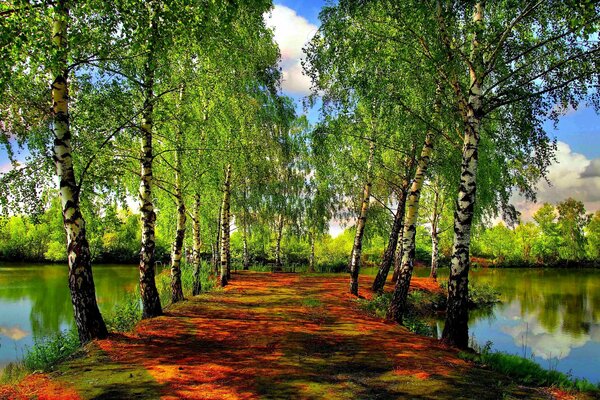 Trees in spring near the river