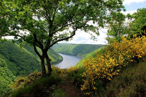 Río entre colinas y flores amarillas