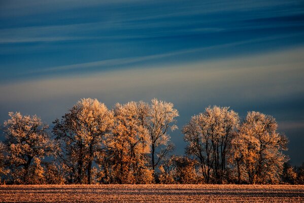 Nature trees 5a blue sky background