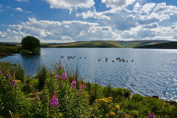 Ducks swim on the lake in summer