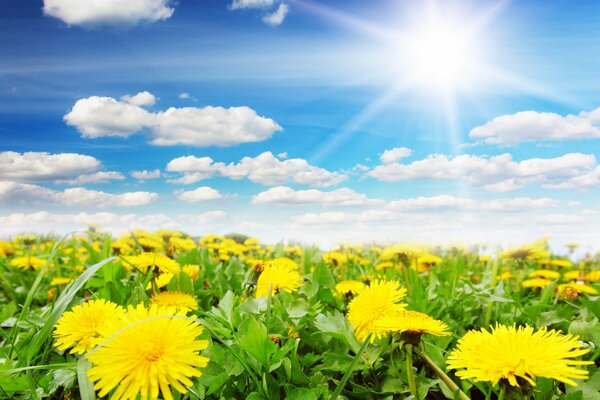 Cielo blu soleggiato e denti di leone gialli