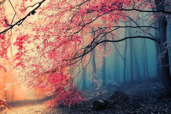 Nebbia nella foresta al tramonto in autunno