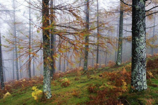 The crowns of trees in the misty forest in autumn