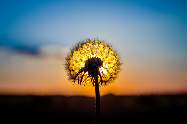 Pissenlit sur fond de coucher de soleil