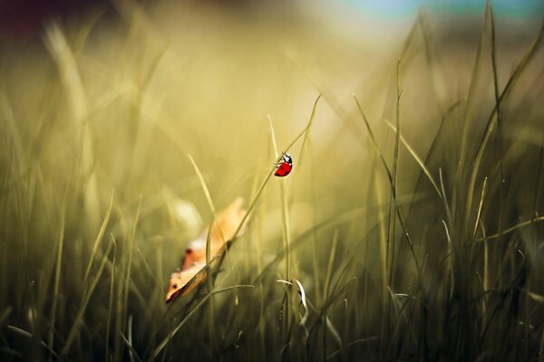 Immagine di sfondo coccinella