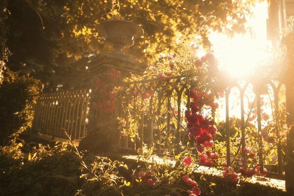 Red buds on an iron fence