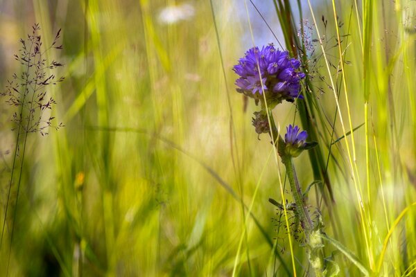 Blumenfeld am Sommermorgen