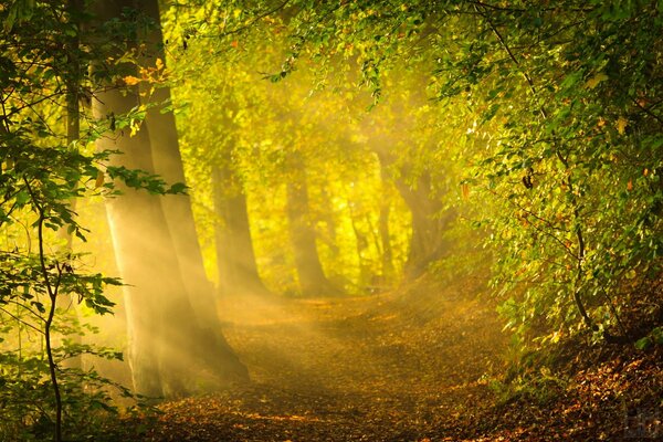 Солнечный свет в зелёном осеннем лесу