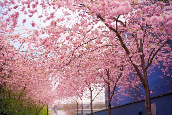 Pink cherry blossoms blooming in spring