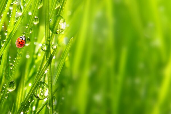 Makroaufnahme von Morgentau und aufgeweckter Natur nach Regen