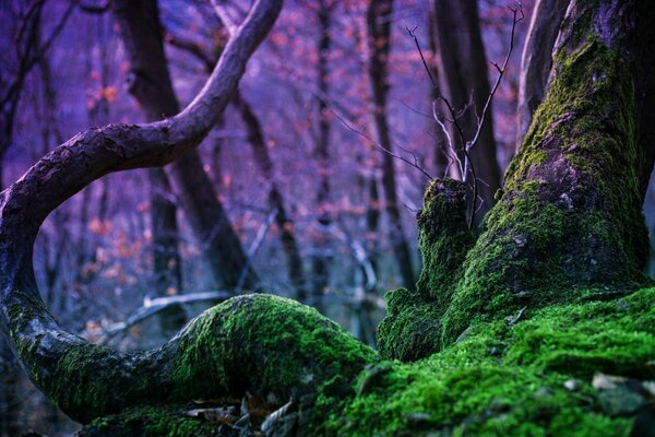 A fabulous forest with lots of moss-covered trees