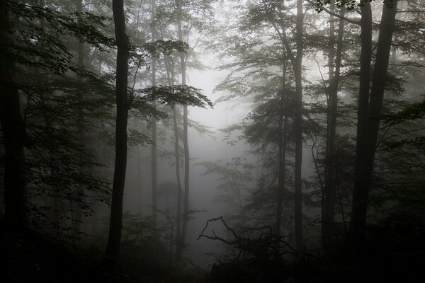 Silhouettes d arbres dans le brouillard dans la forêt