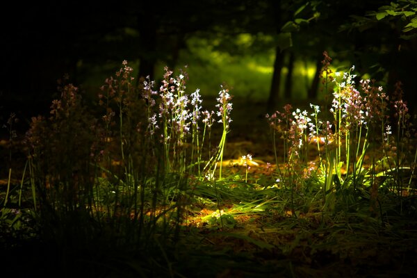 Raggio di luce nella foresta oscura