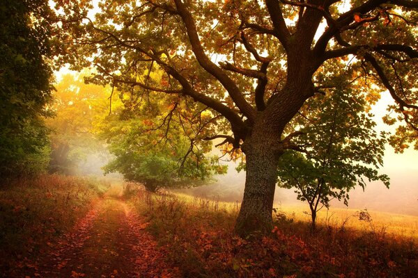 Route de campagne dans la bande d automne