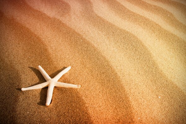 Rozgwiazda na piaszczystej plaży
