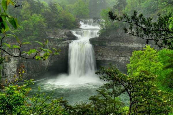 Cascata nella foresta. Alberi verdi