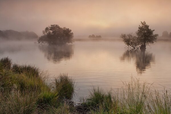 Un lago brumoso con árboles por la mañana