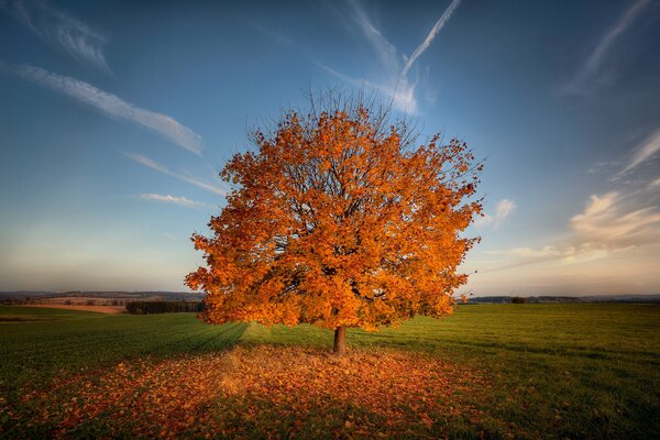 A lonely tree in the middle of a field painted with autumn colors