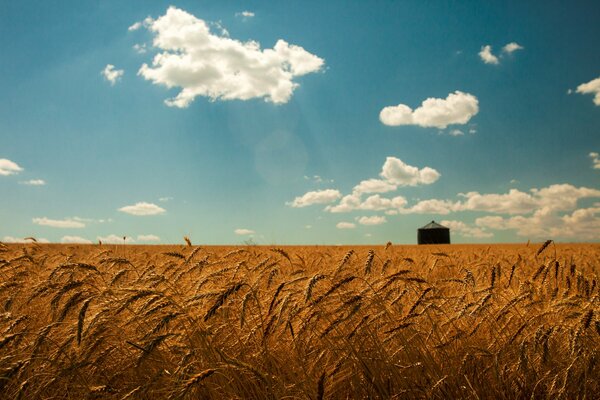 Feld mit Weizen und Himmel in Wolken