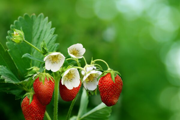 Strawberry flowers and strawberries