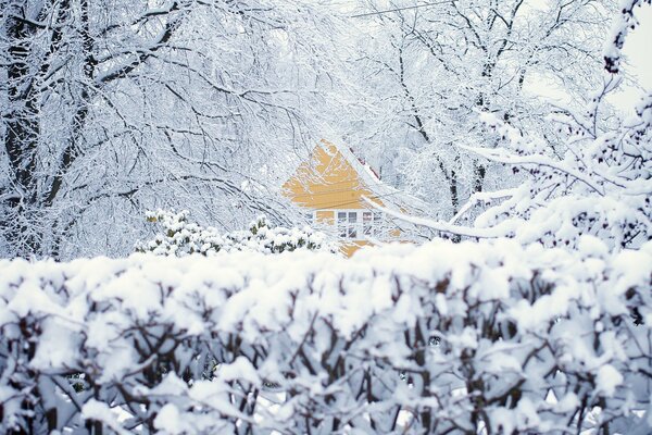 Maison solitaire dans la forêt d hiver enneigée