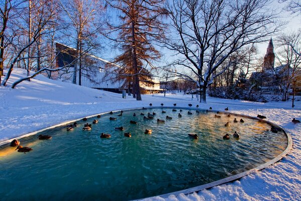 Patos en el estanque en invierno