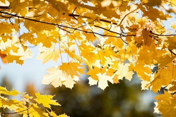 Autunno bagnato le foglie ingialliscono