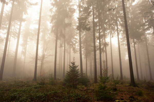 Fog in the forest, nature, Germany