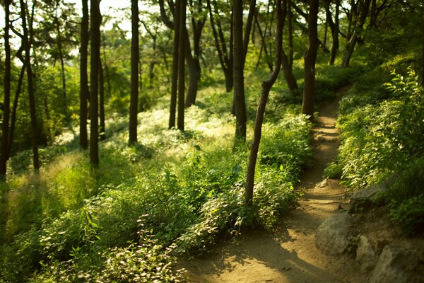 A path in a blurred green forest. Tree trunks in the forest