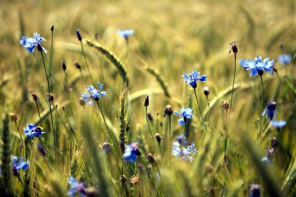 Feldkornblumen werden in den Ähren des Weizens blau