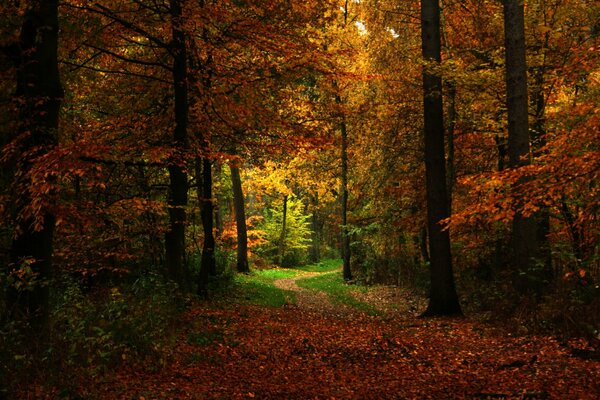 Autumn path through the forest