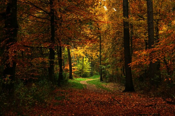 Осенняя тропинка через лес
