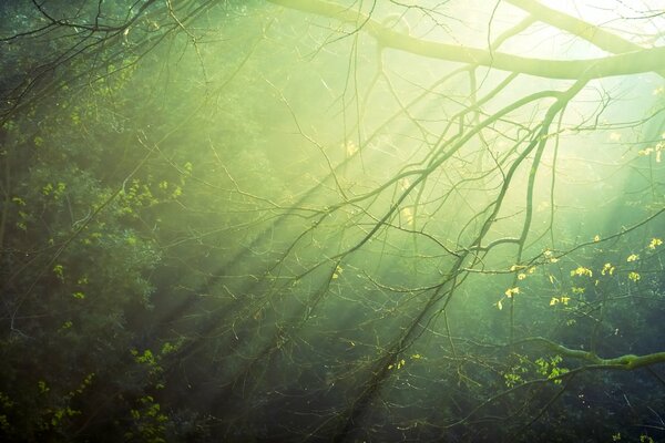 I raggi del sole perforano la corona degli alberi