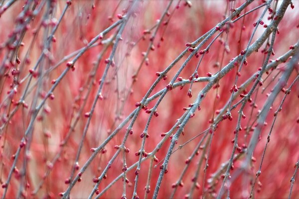 Tree branches with red buds