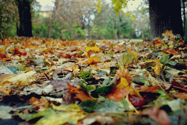 Nature en automne.. tapis de feuilles d automne