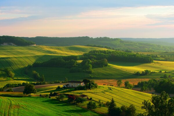 Juicy spring greens in the fields