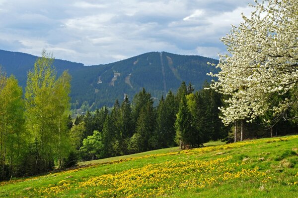 Montañas en la República Checa, bosque de primavera