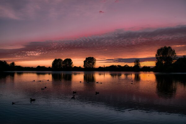 Canards sur le lac du soir