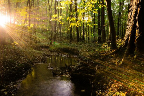 The rays of the sun break through the forest trees