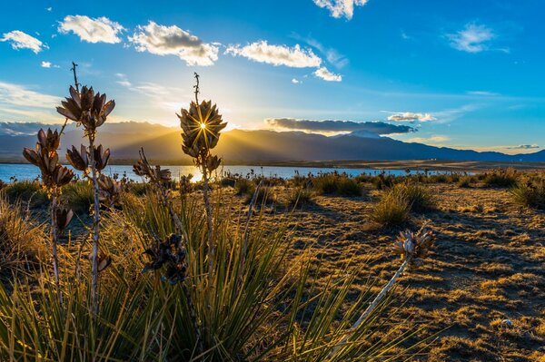 Tall grass on the background of the lake and the blue sky