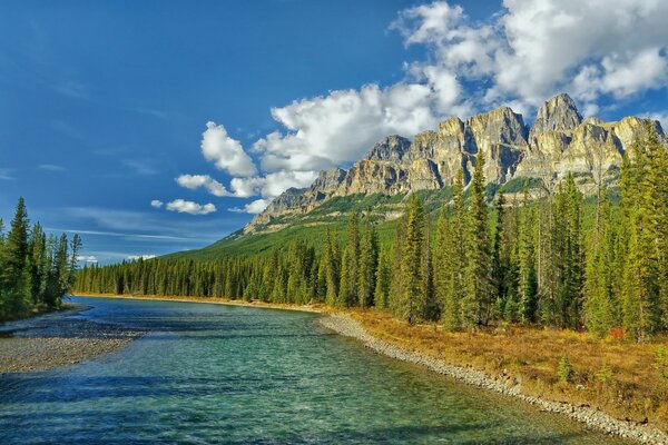 Coniferous forests in the mountains in Canada