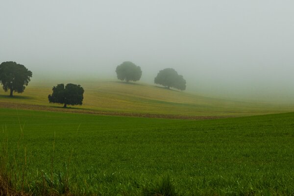 Brouillard matinal sur le champ