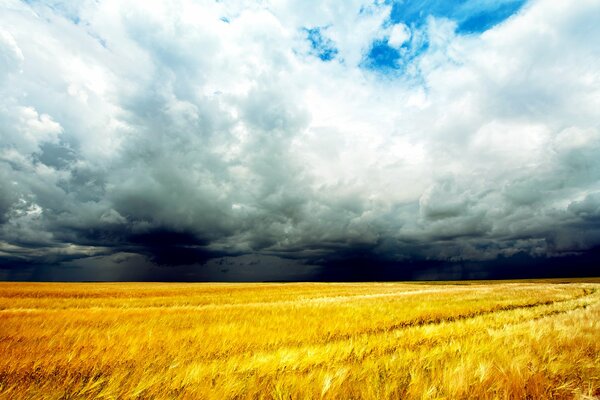 Nuages d orage sur le champ de céréales